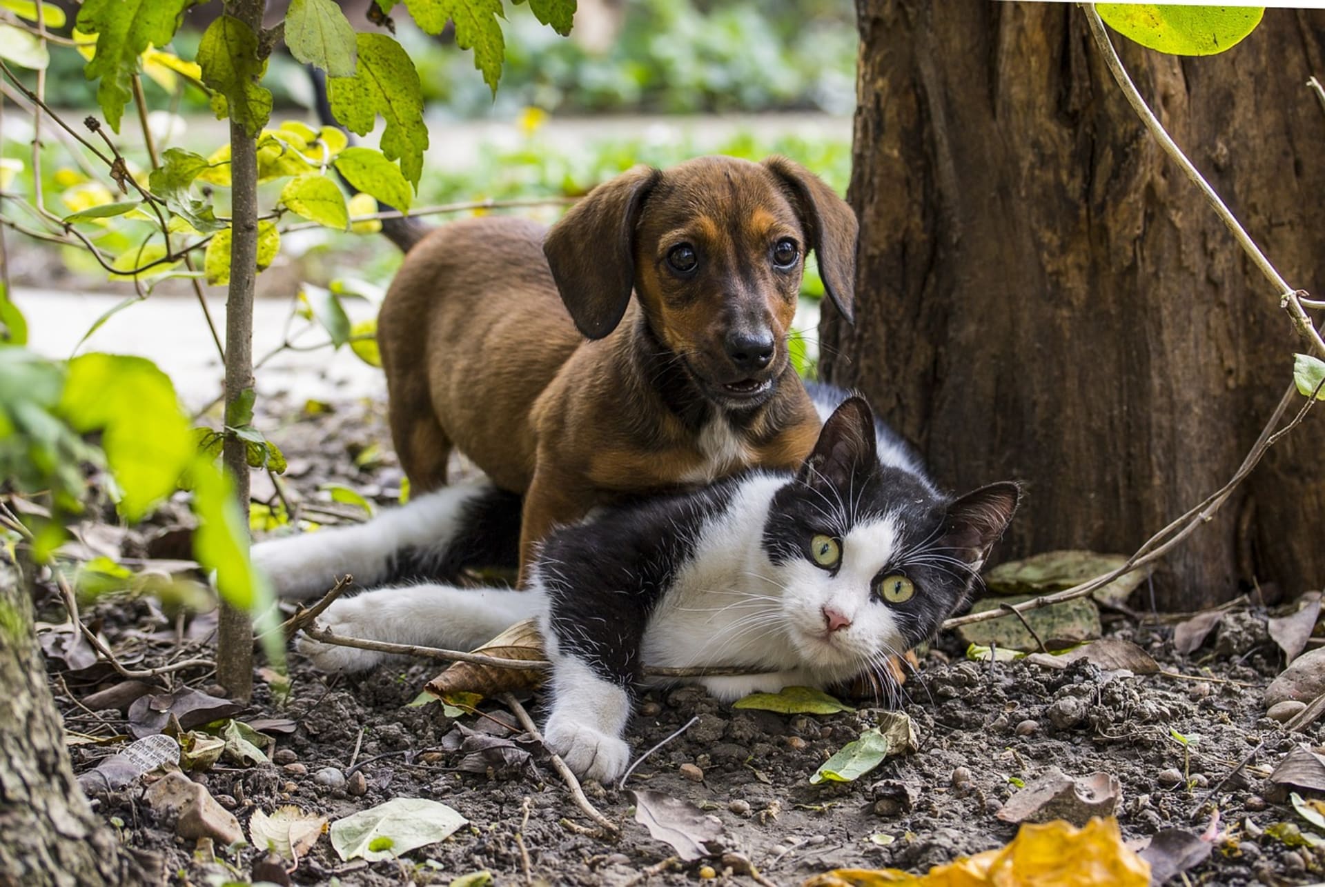 Is My Dog Allergic To My Cat FOTP